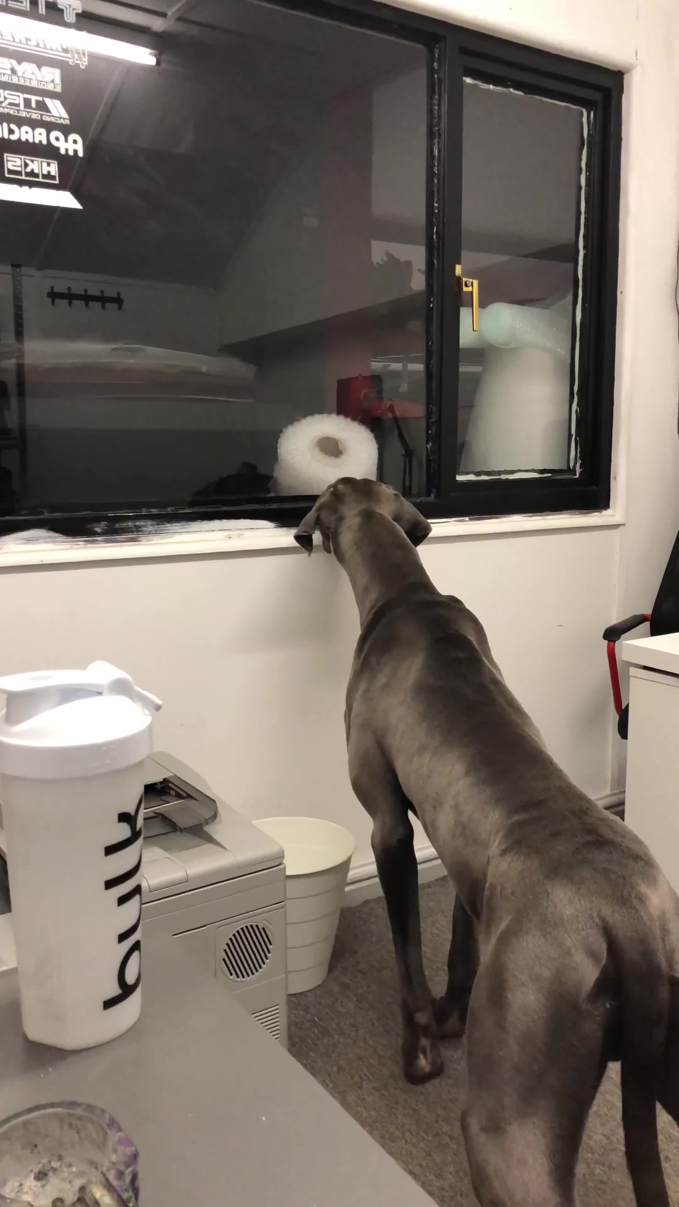 Great Dane dogs for sale: Great Dane Looking For Loving New Home - Video 1