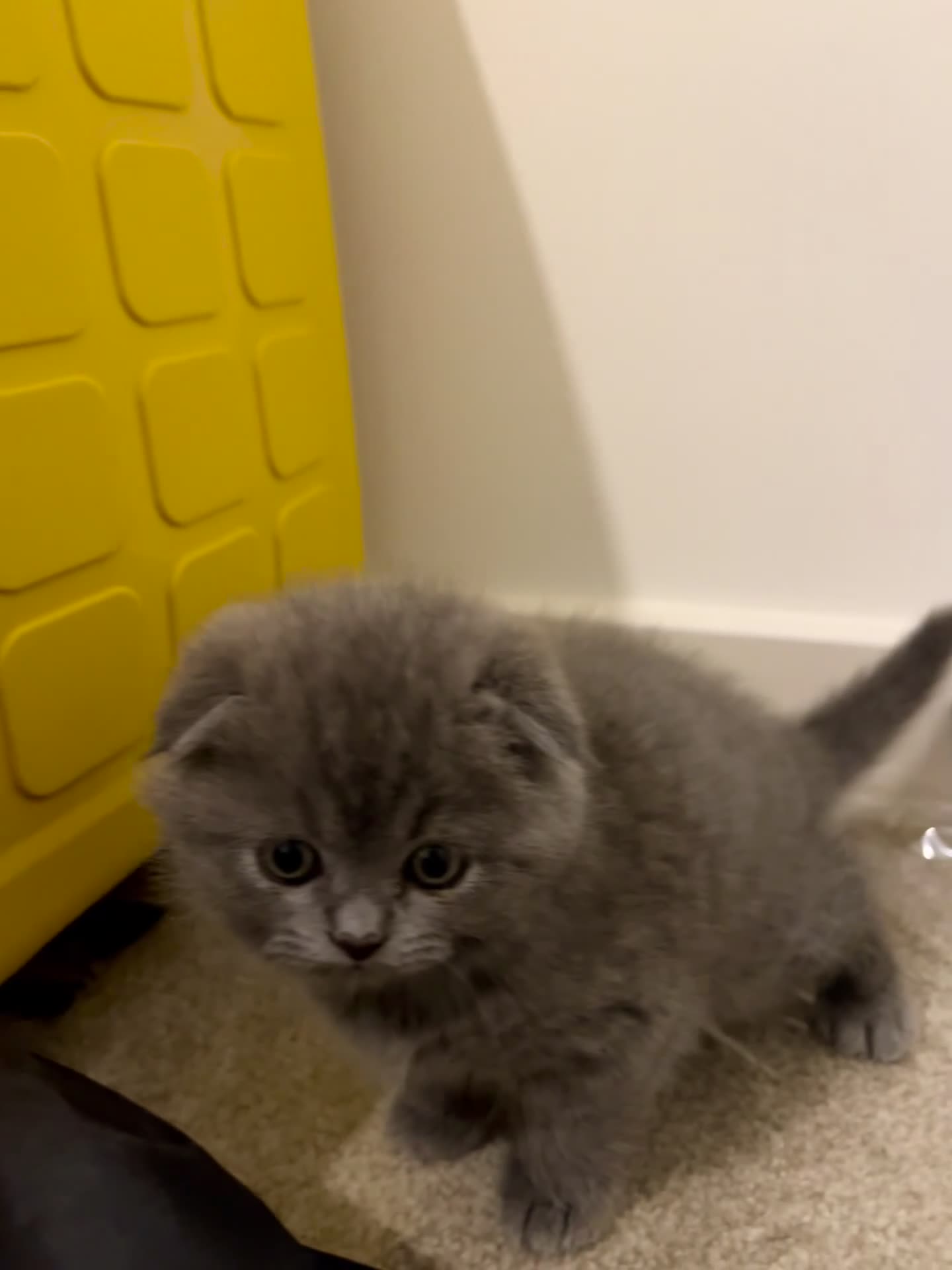 British Longhair cats for sale: British - Video 2