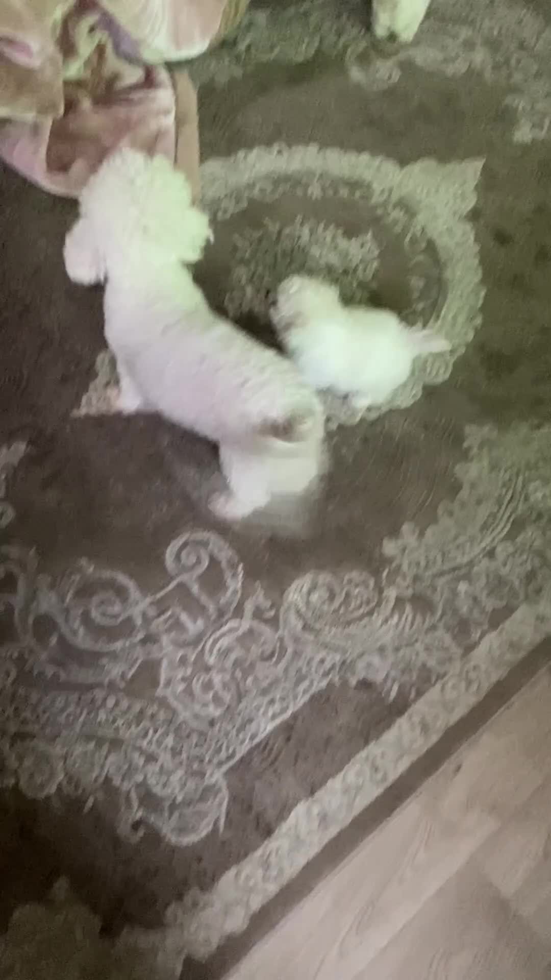 Bichon Frise dogs for sale: Beautiful Bichon frise puppies - Video 1