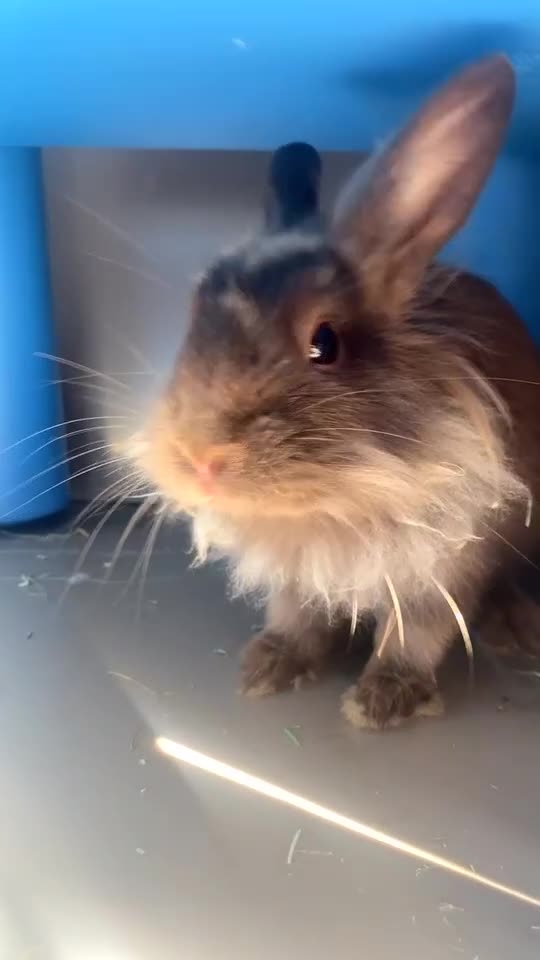 Lionhead rabbits for sale: 2 bonded rabbits  - Video 1