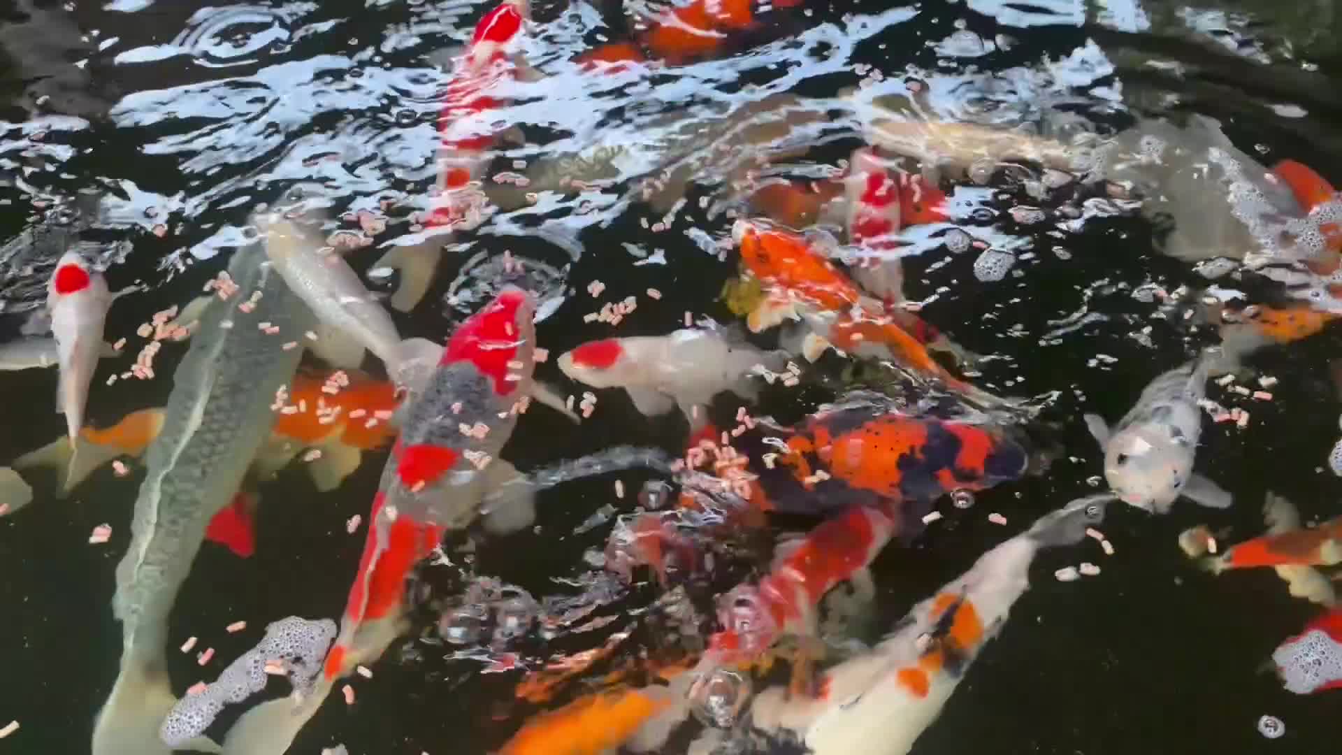 Koi Carp fish for sale: High Quality Japanese Koi - Video 2