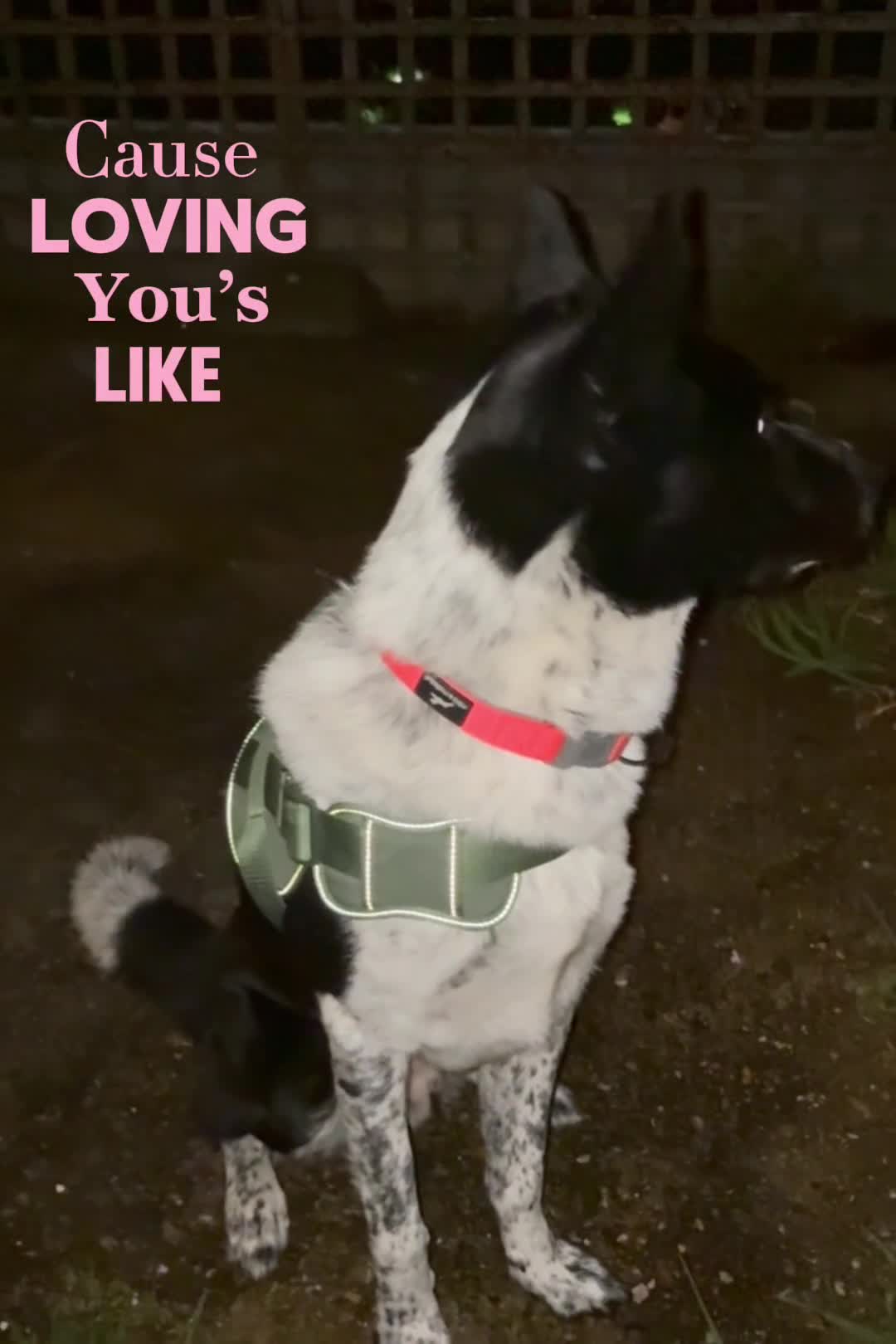 Mixed Breed dogs for sale: Urgent home needed tonight  in London - Video 1