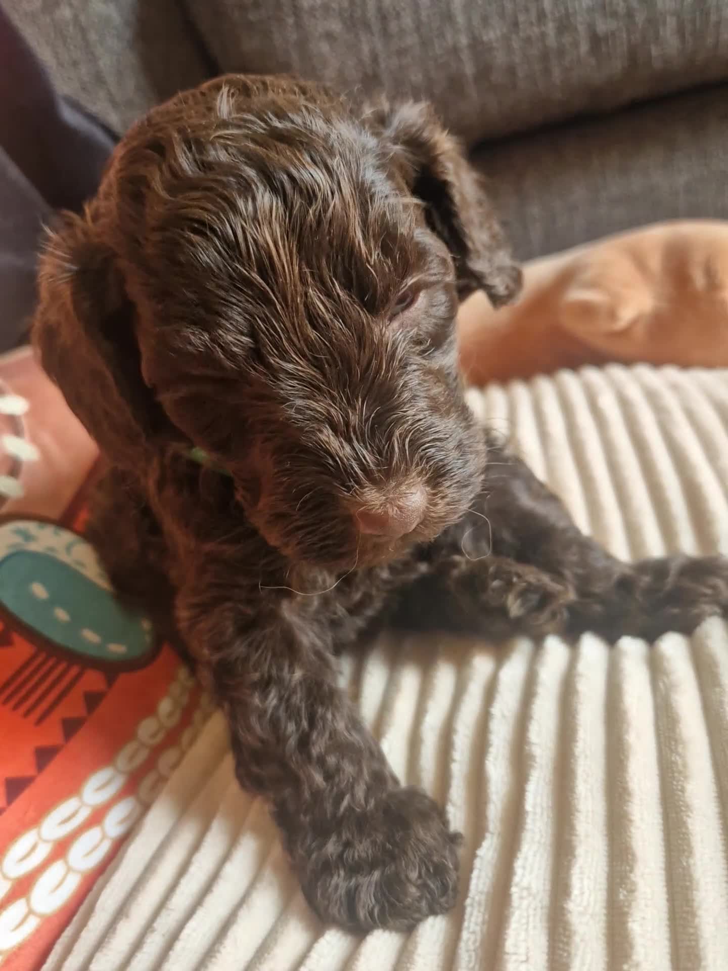 Cockapoo dogs for sale: 🐾💕 BEAUTIFUL COCKAPOOIES  💕🐾 - Video 2