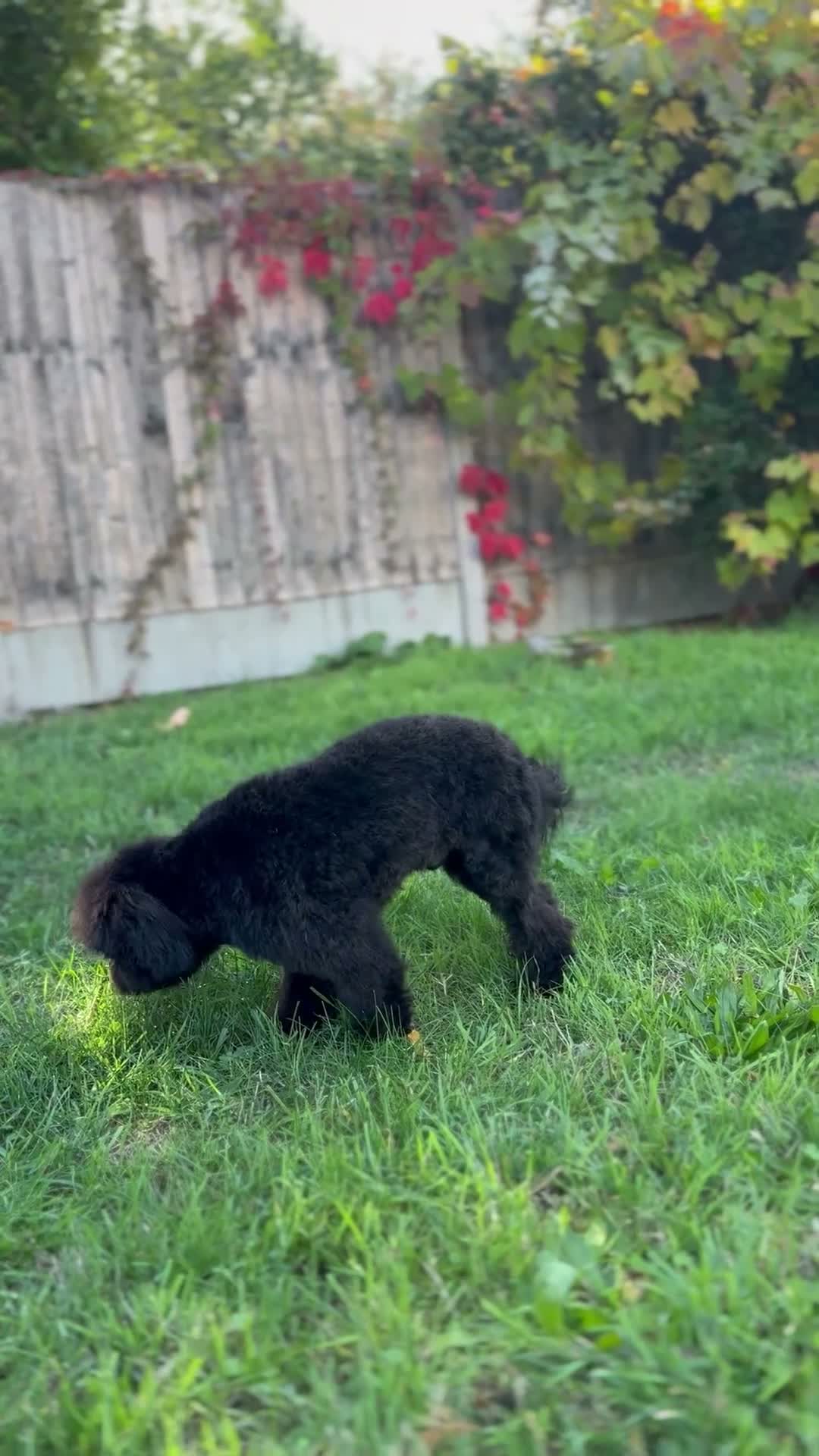 Toy Poodle dogs for sale: Gorgeous Black Asian Toy Poodle Boy - Ready Now 🐾 - Video 1