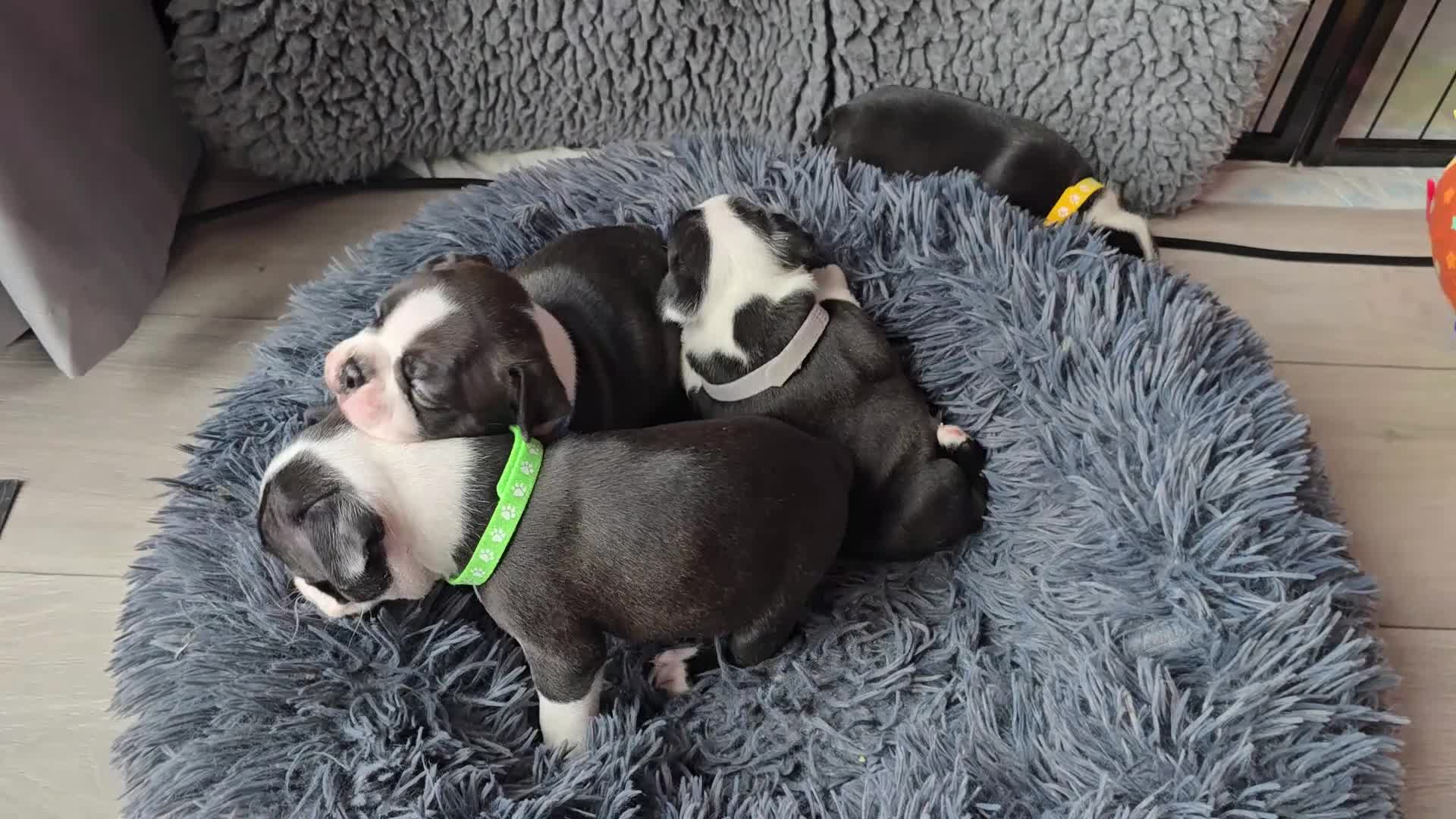 Boston Terrier dogs for sale: ⭐️KC registered beautiful Boston terrier puppies - Video 1