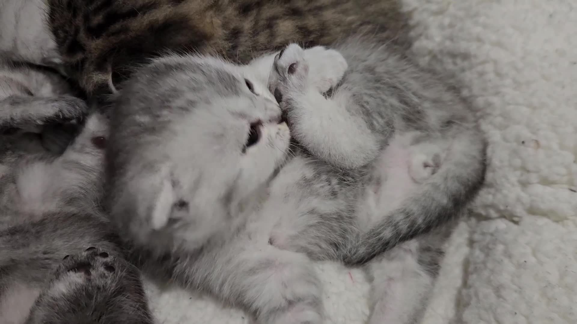 Scottish Fold cats for sale: Stunning Scottish Fold & Scottish Straight Kittens in Peterborough - Video 5