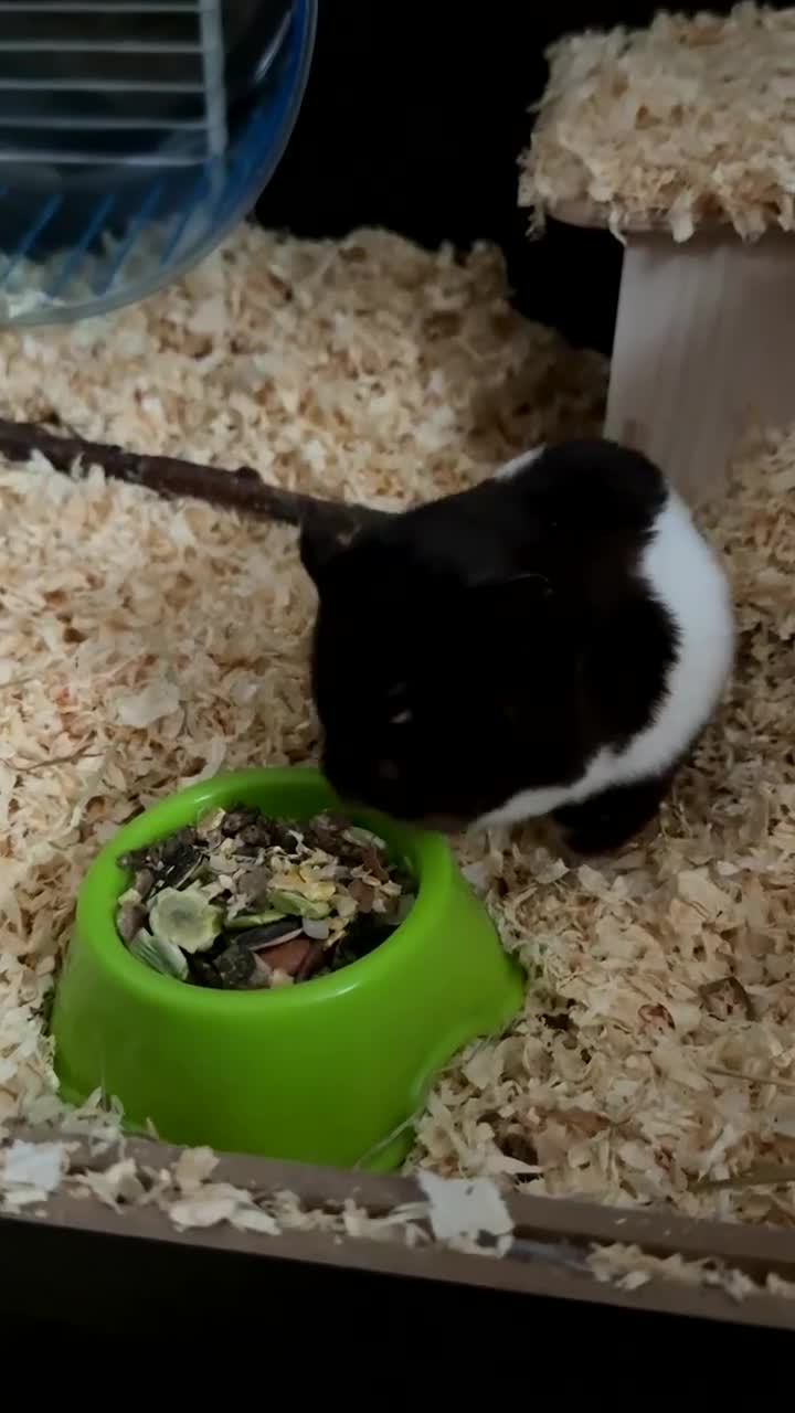 Hamster rodents for sale: Kindest little Male Syrian hamster - FINN <3 - Video 1