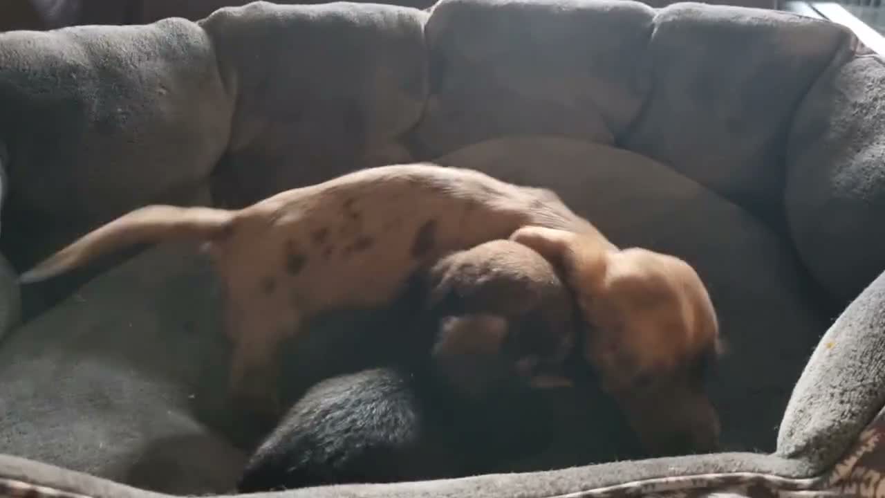 Mixed Breed dogs for sale: Minature Merle Dachshund x Puppies - Video 1