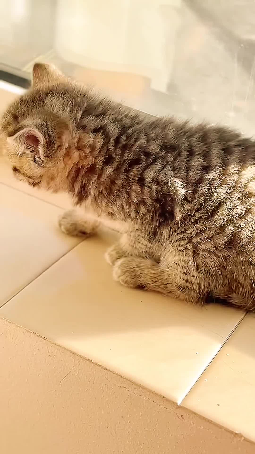 Mixed Breed cats for sale: Boy❤️ - Video 1