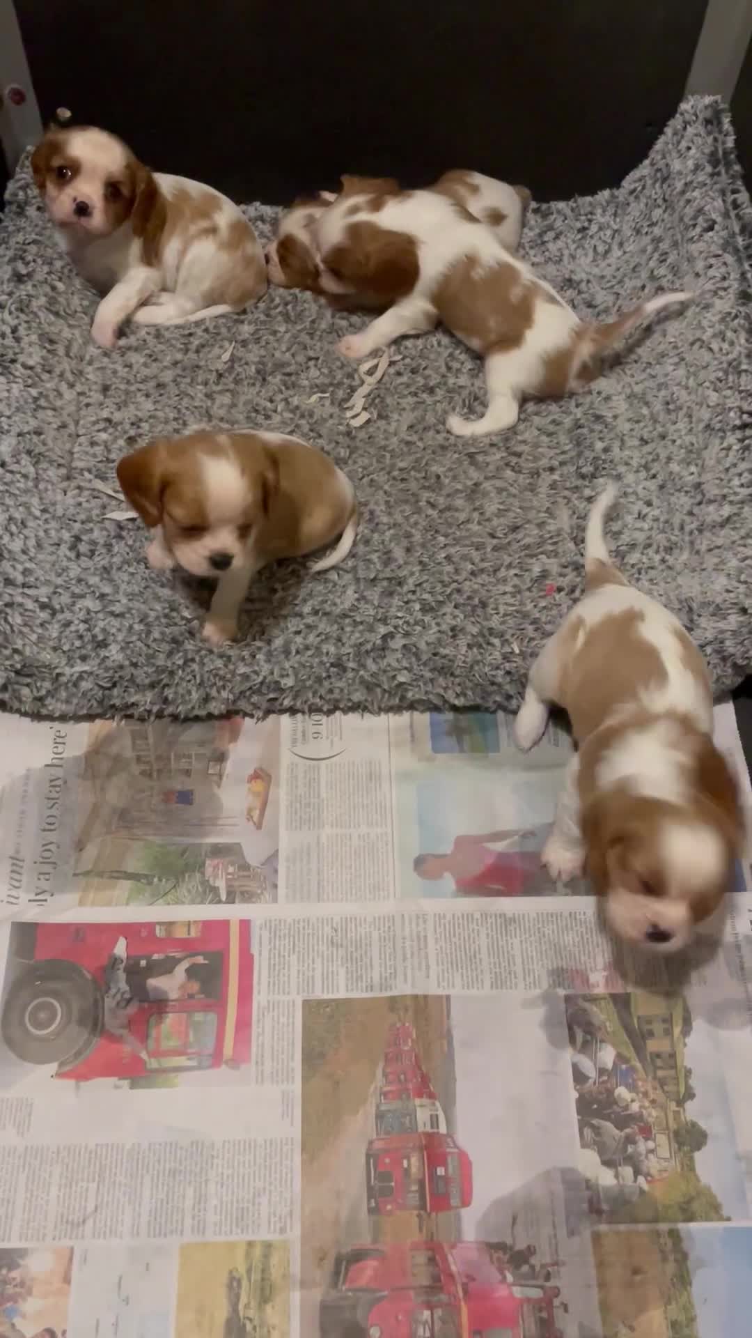 Cavalier King Charles Spaniel dogs for sale: Gorgeous Cavalier King Charles puppies - Video 1