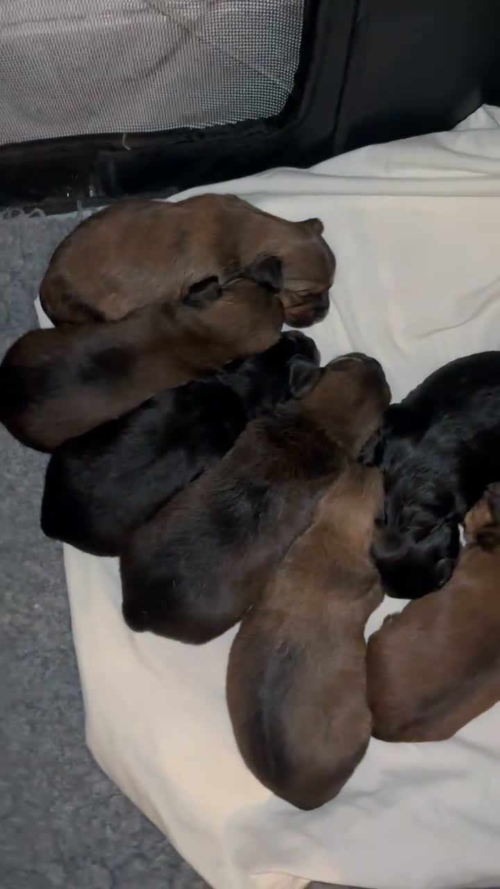 Mixed Breed dogs for sale: Beautiful Chihuahua x Dachshund x Shih Tzu Puppies in Troon - Video 1