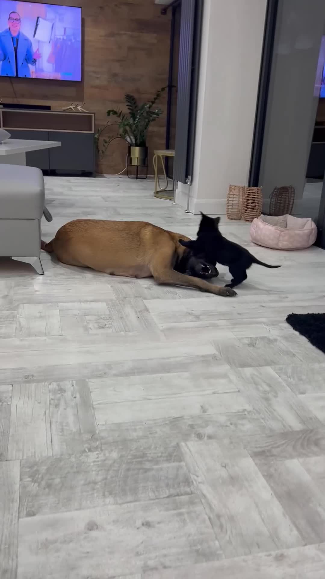 Belgian Shepherd Dog dogs for sale: Malinois - Video 3