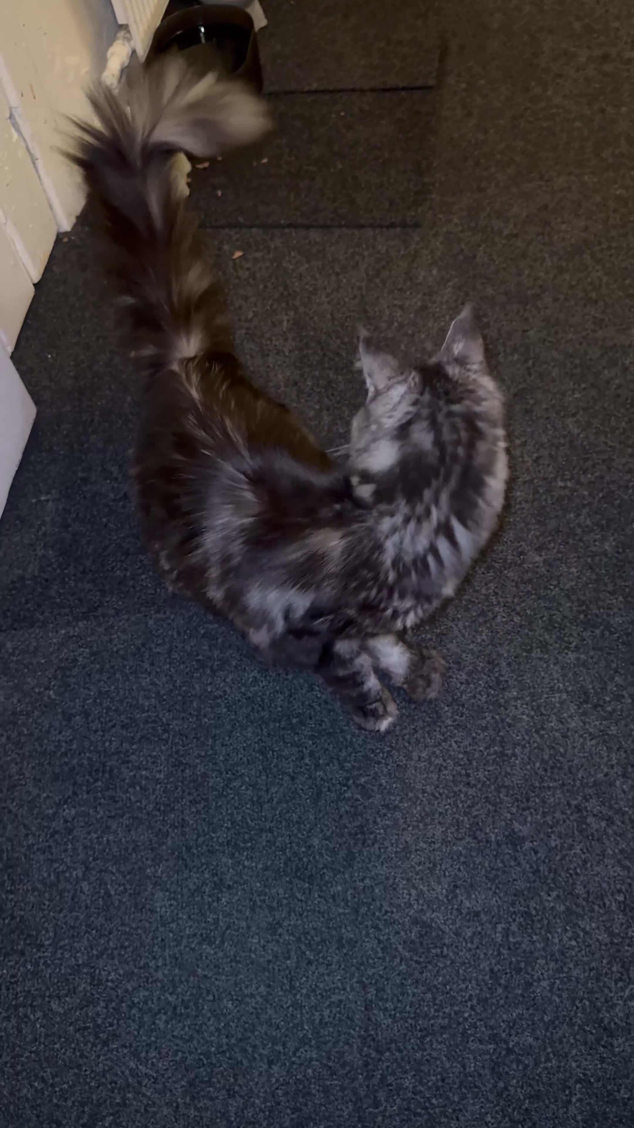 Maine Coon cats for sale: MainCoon For Sale - Video 1