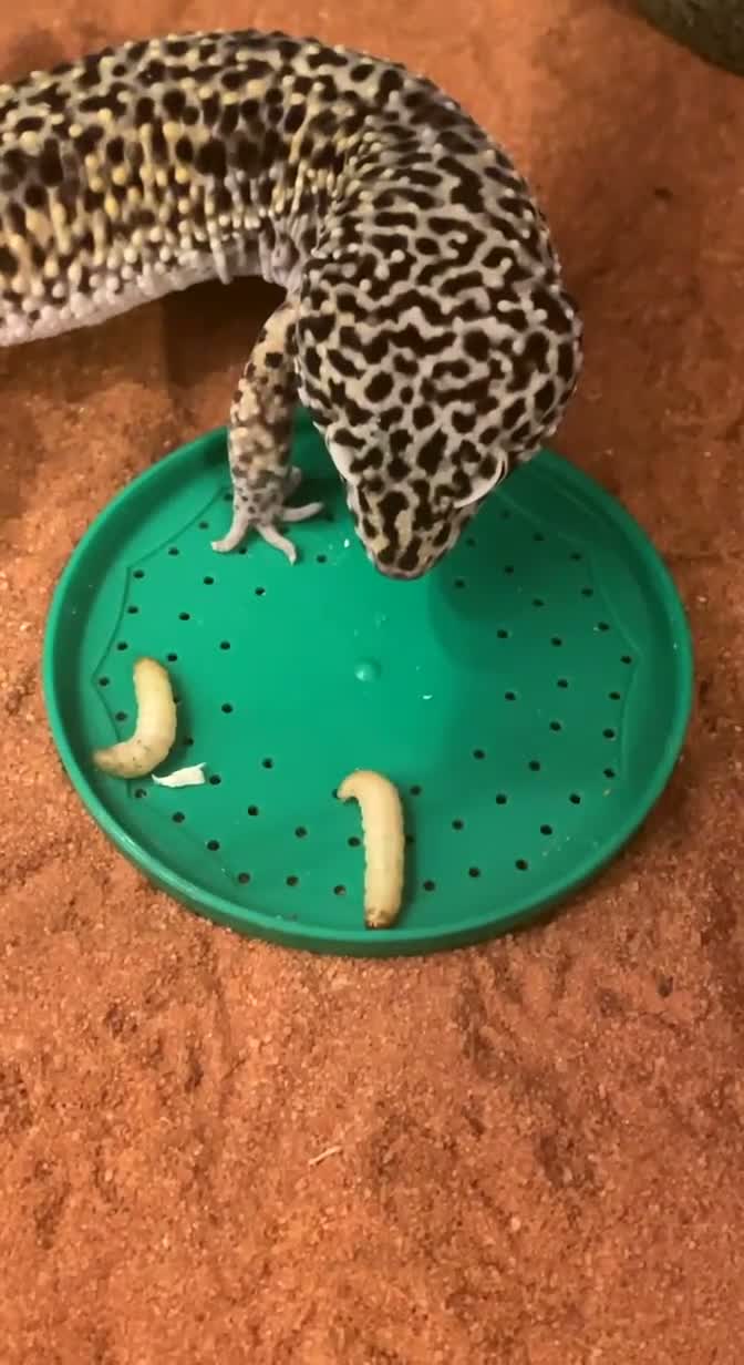 Leopard Gecko reptiles for sale: Mack Snow Leopard Gecko - Video 2
