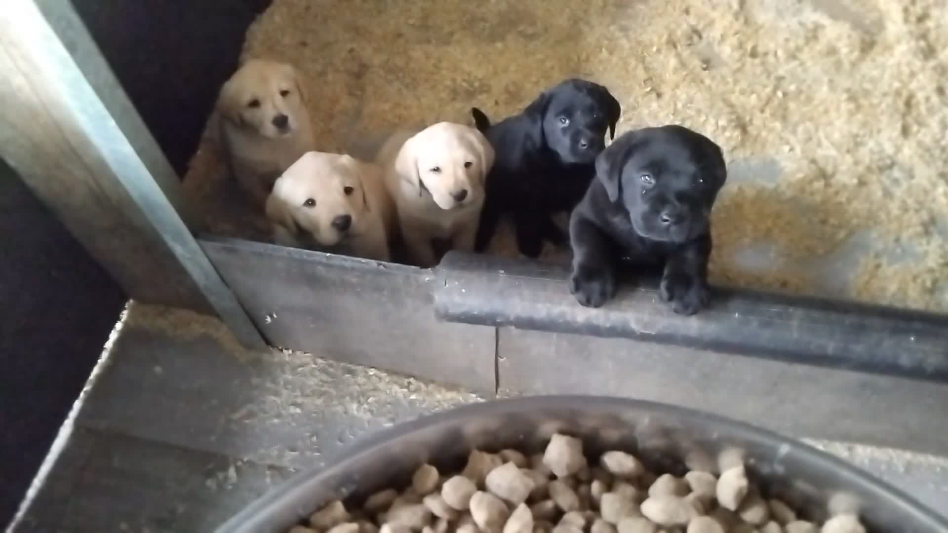 Labrador Retriever dogs for sale: Beautiful chunky show bred puppies  - Video 1