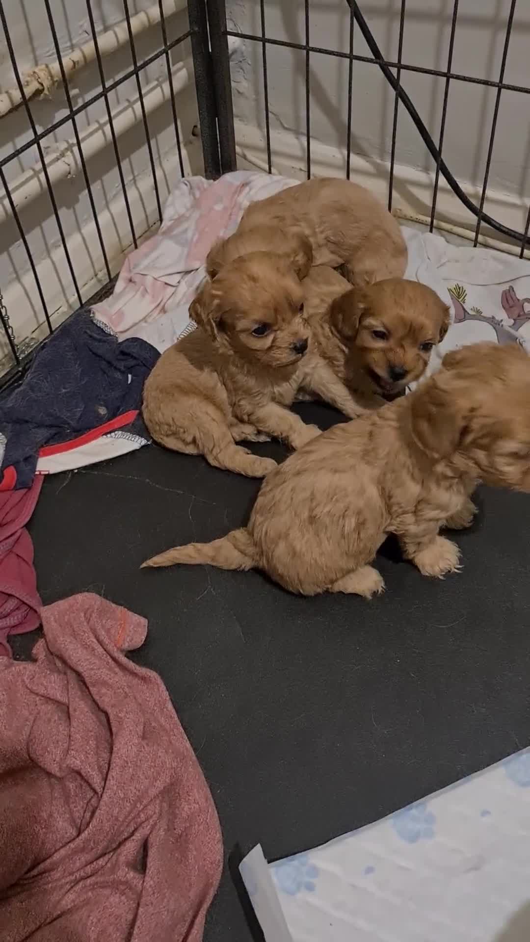 Cavapoo dogs for sale: Extensively health tested and vaccinated - Video 1