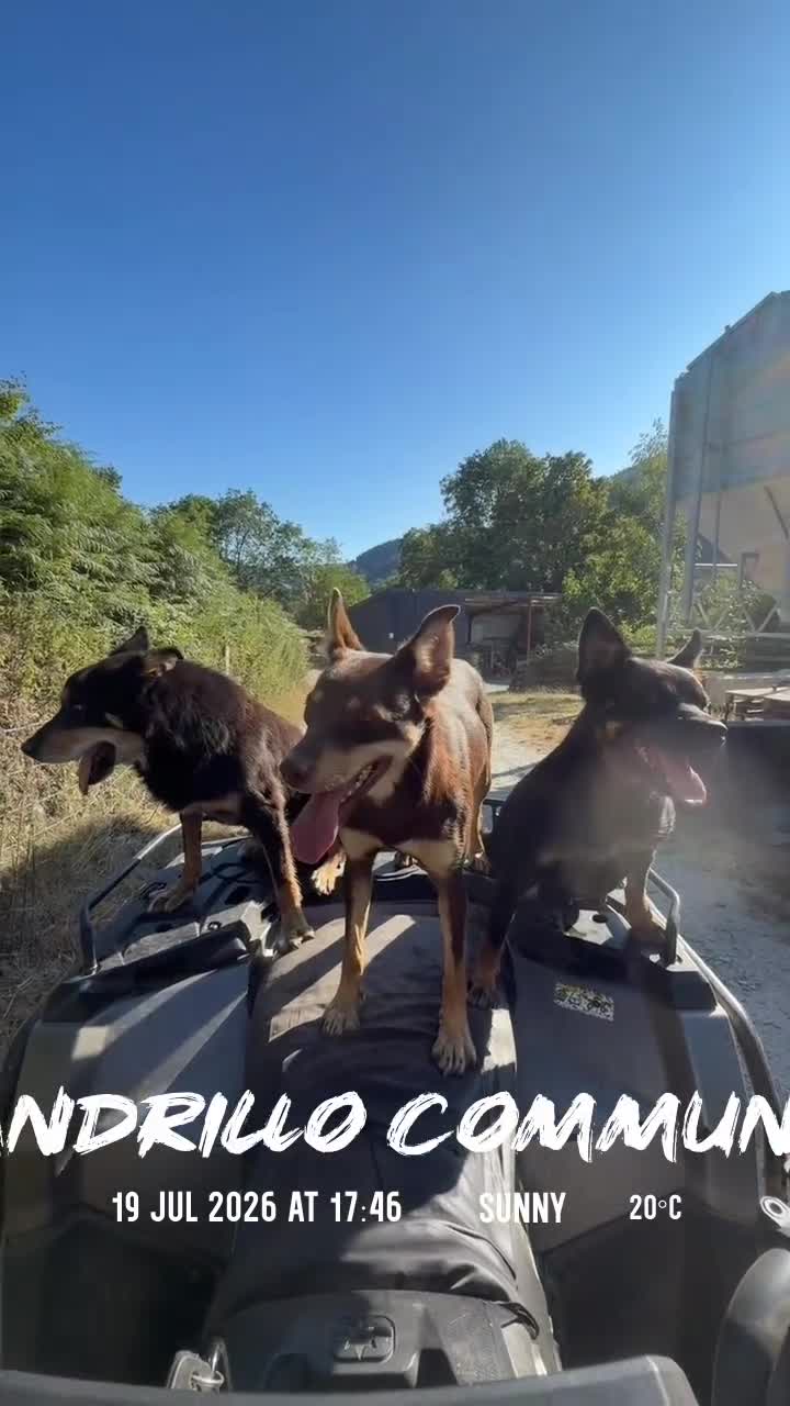 Australian Kelpie dogs for sale: Pure Bred Kelpie pups - Video 4