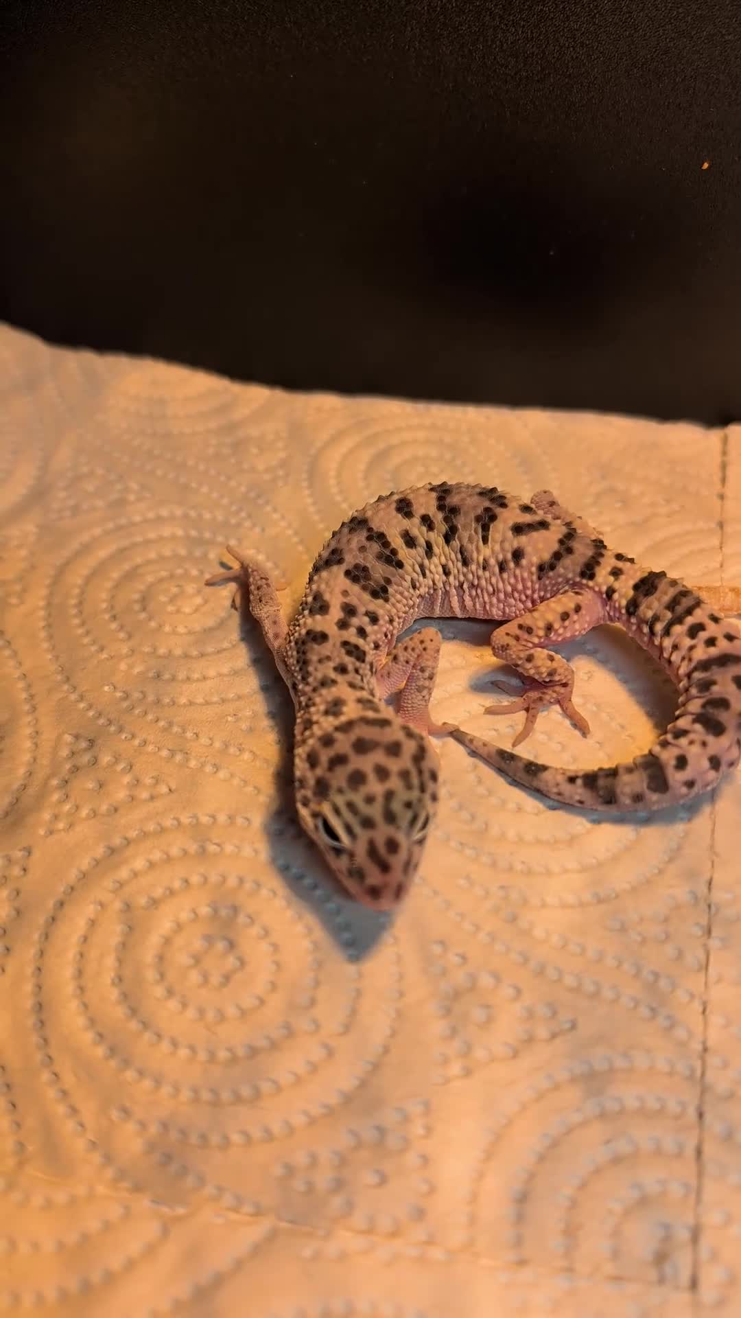 Leopard Gecko reptiles for sale: Beautiful young Leopard Gecko&full setup with viv  in Liverpool - Video 1