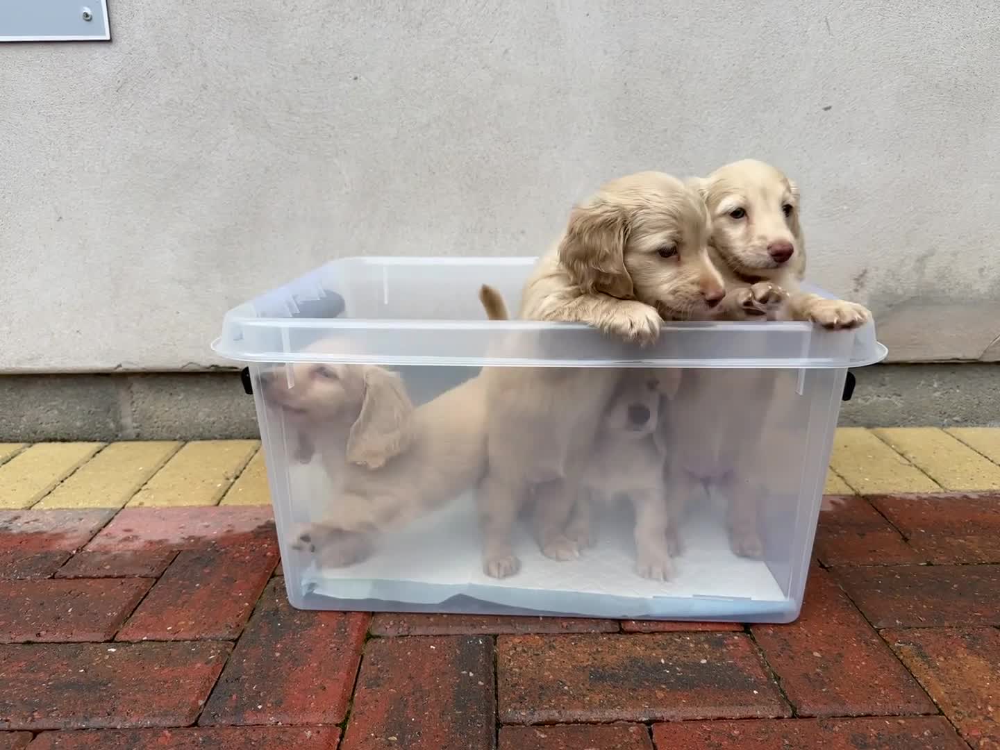 Miniature Dachshund dogs for stud: PALE CREAM long haired mini dachshund  in Saint Helens - Video 3