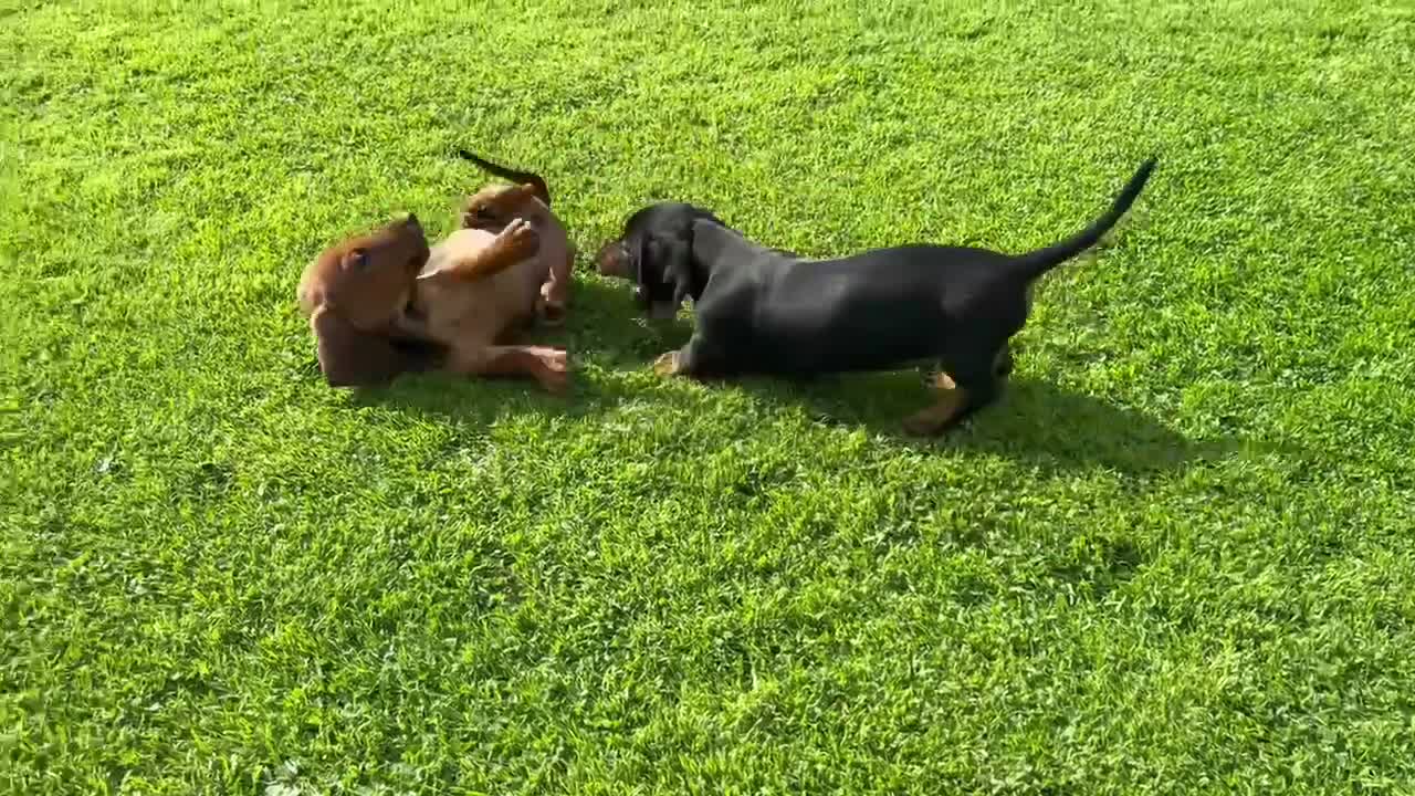 Miniature Dachshund dogs for sale: Beautiful kc reg short haired dachshunds  - Video 1