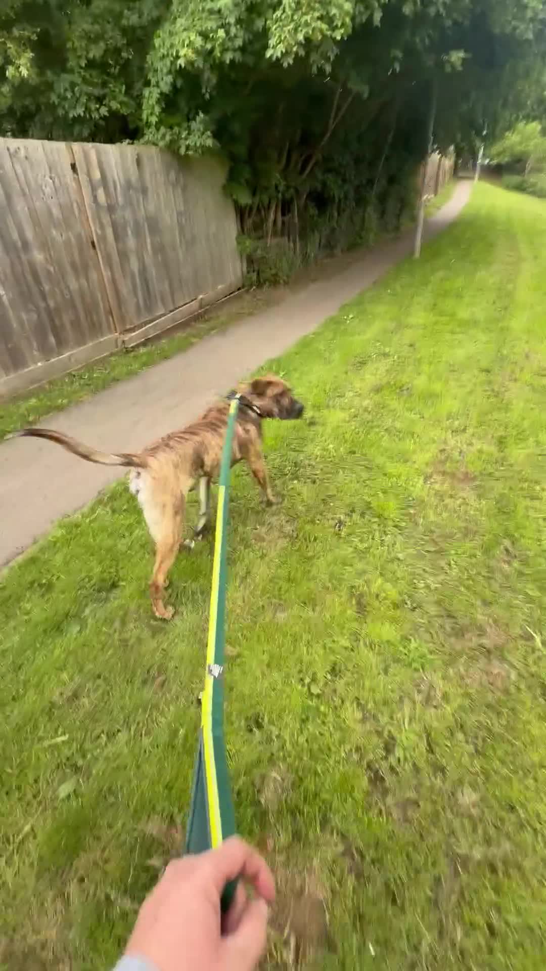 Presa Canario dogs for sale: Presa canario  - Video 1