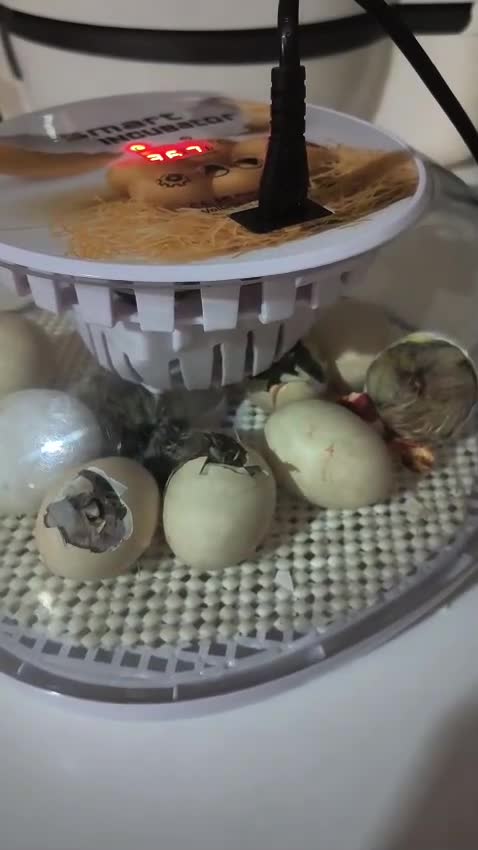 Chickens poultry for sale: Silky chick  - Video 2