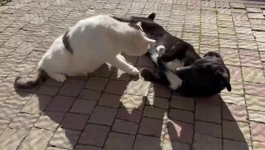 Mixed Breed dogs for adoption: 💙🐶 CORNISHON 🐶💙 - Video 2