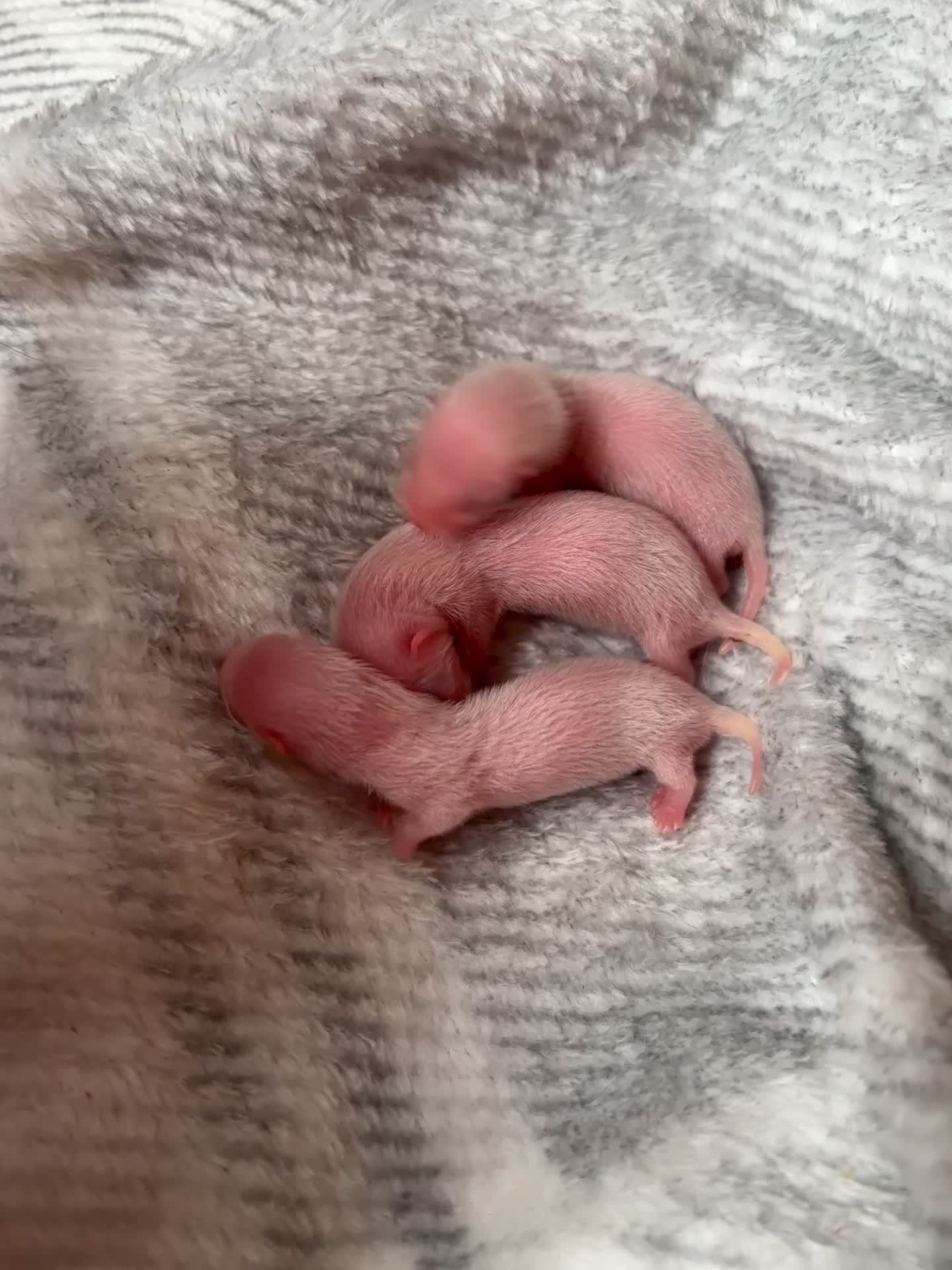 Ferret rodents for sale: Ferret kits for sale (reserve) - Video 5