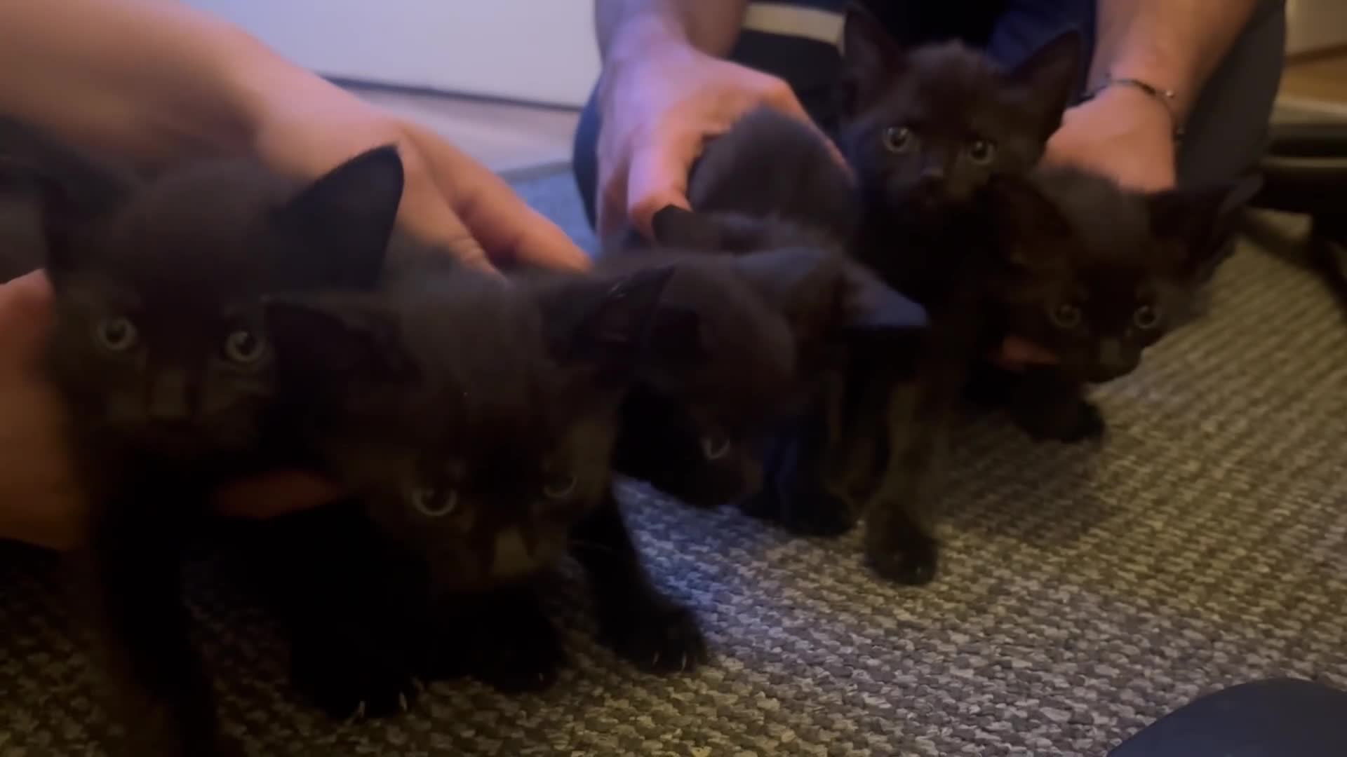 Mixed Breed cats for sale: Kittens for sale! - Video 1