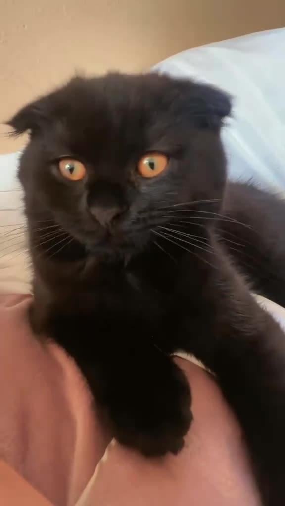 Scottish Fold cats for sale: Scottish fold mix male kitten - Video 1