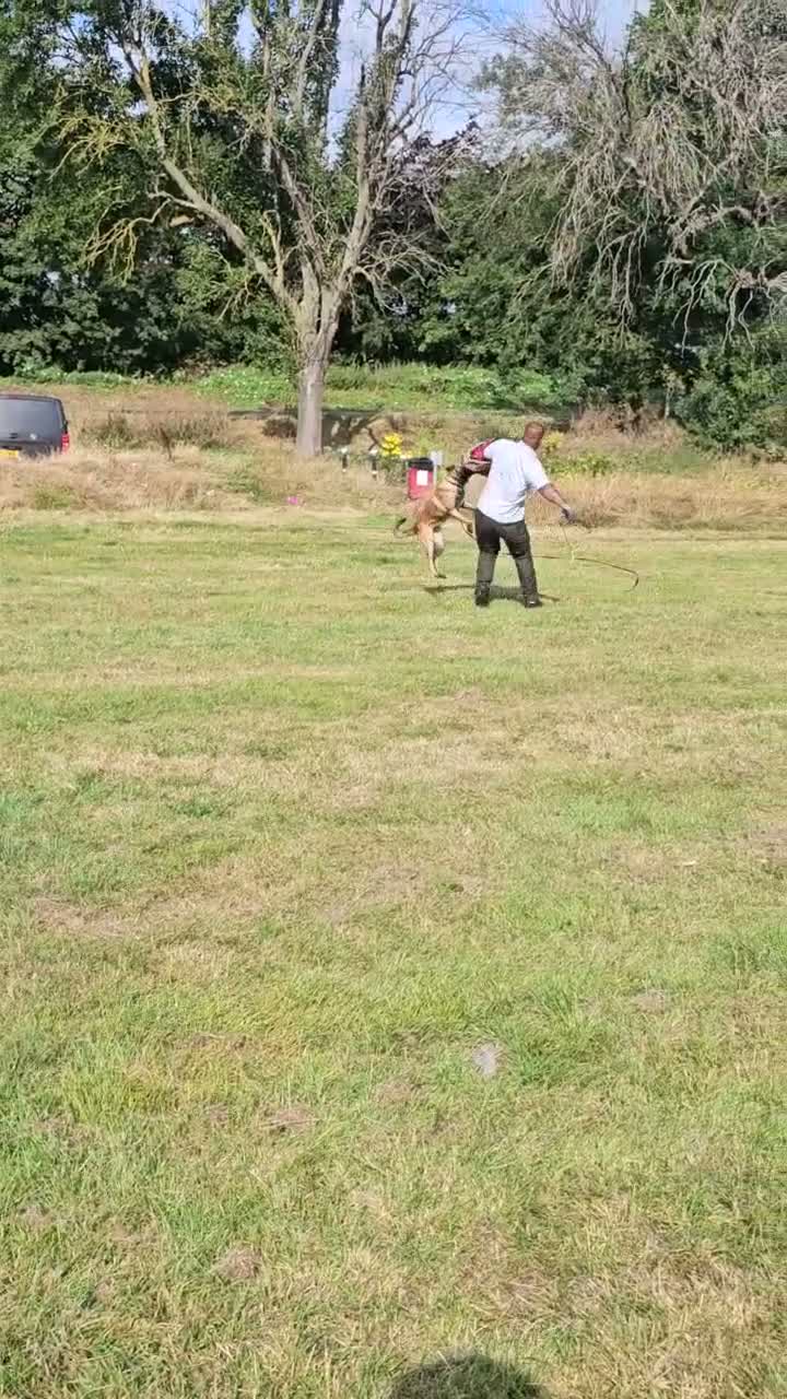 Belgian Shepherd Dog dogs for sale: 3 year old malinois  in Epsom - Video 1