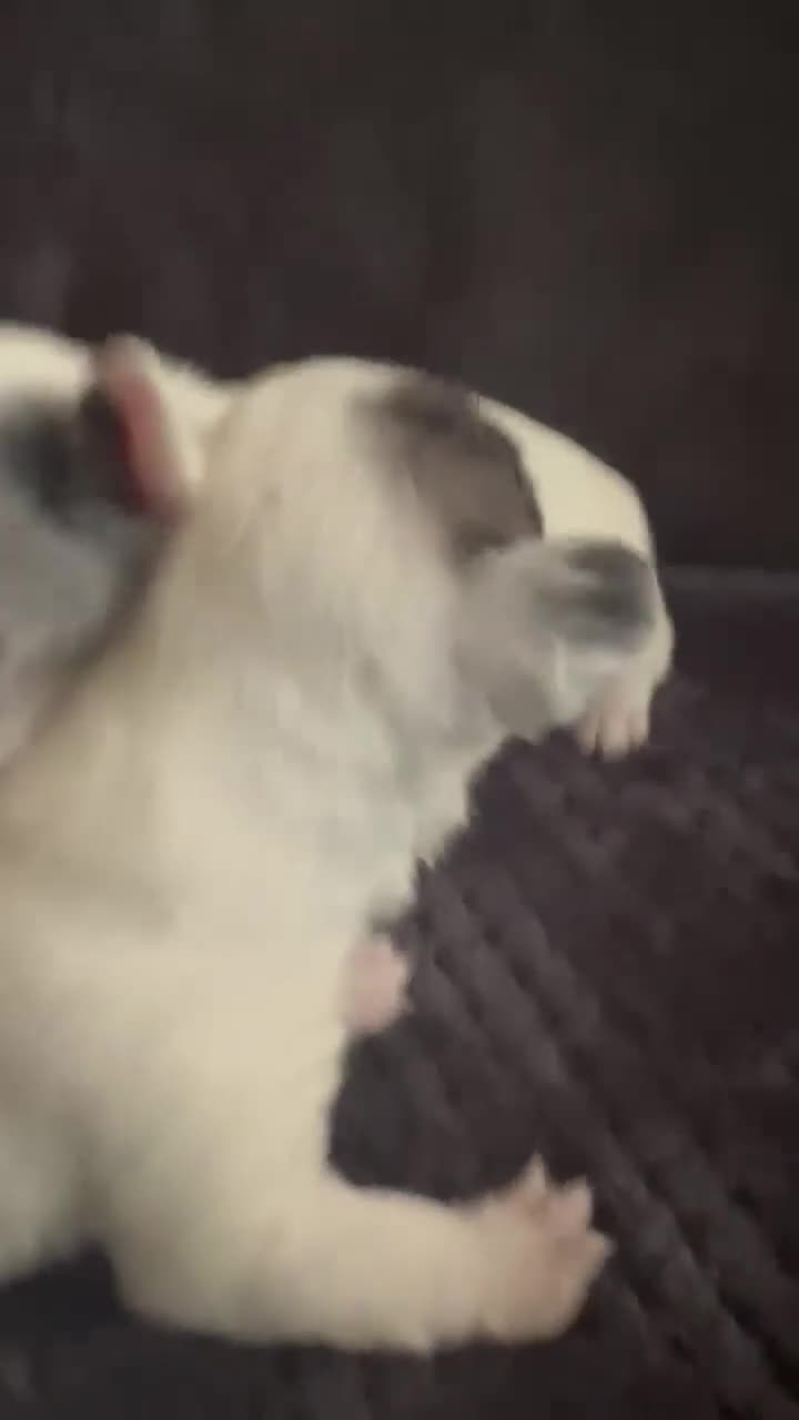 Chipoo dogs for sale: toy poodle X miniature Chihuahua, stunning 2 boys - Video 1