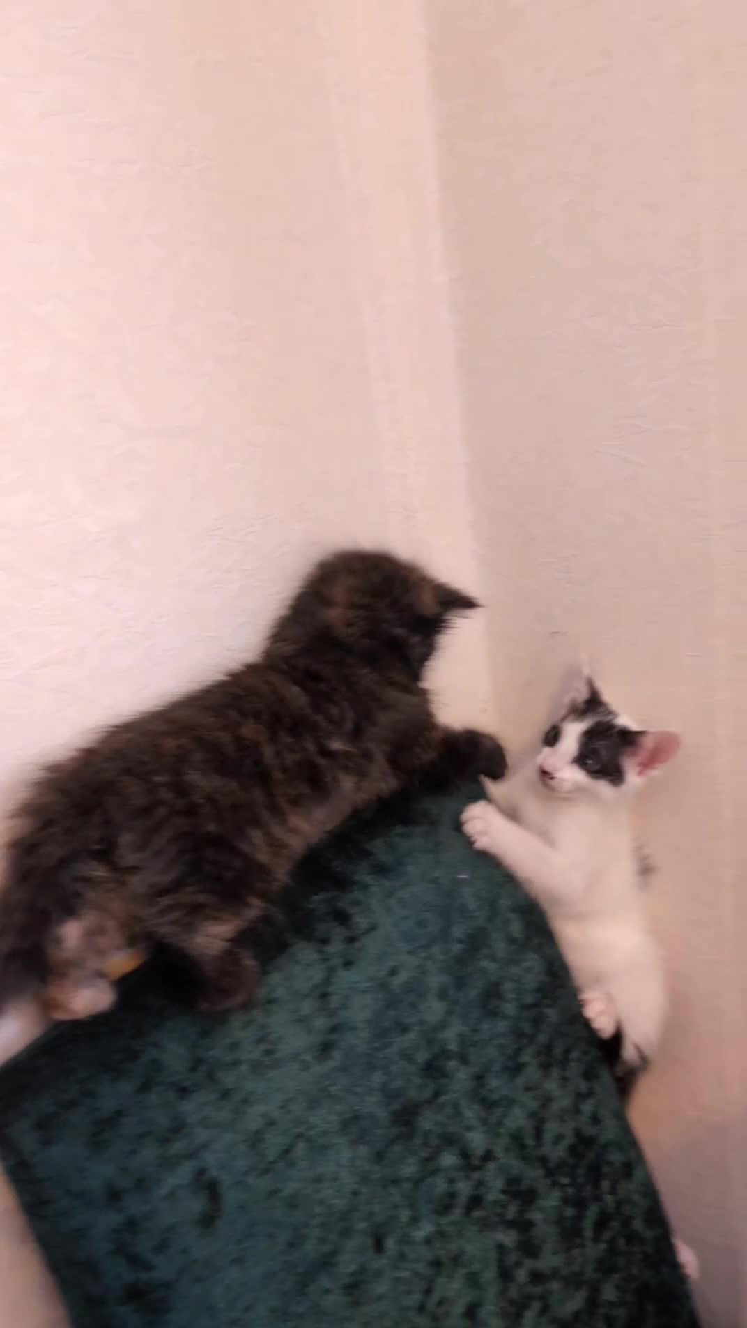 Maine Coon cats for sale: Maine-coon Mix for sale 😼 - Video 1