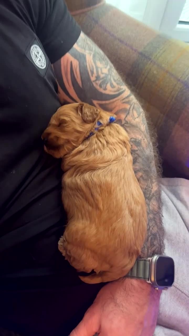 Cockapoo dogs for sale: Beautiful F1B cockapoo puppy’s in Bristol - Video 2