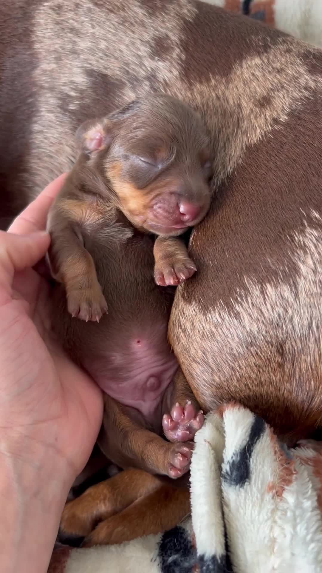 Dachshund dogs for sale: BEAUTIFUL Miniature Dachshund's  - Video 1