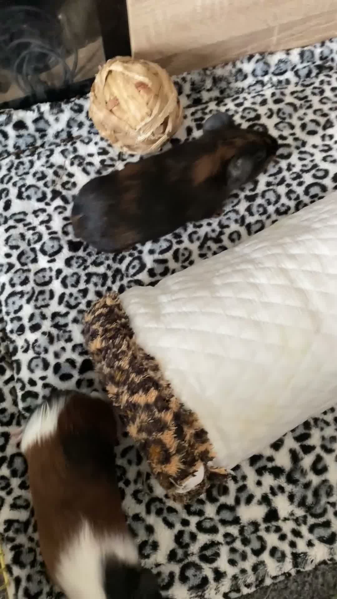 Guinea Pig rodents for sale: Lovely Guinea Pigs 2 Weeks to 7 Months  - Video 1