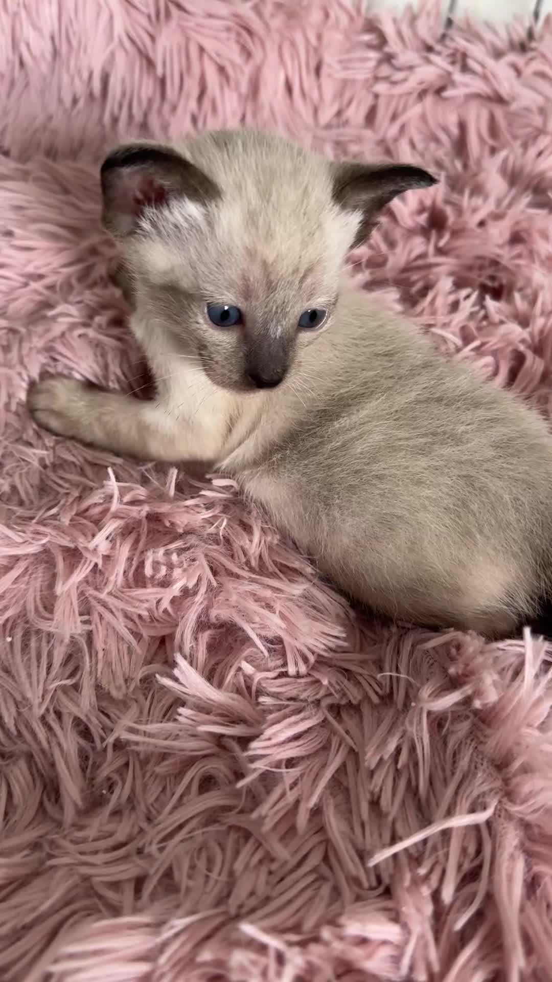 Oriental cats for sale: Gorgeous Oriental Kitten - 1 boy remaining  - Video 1
