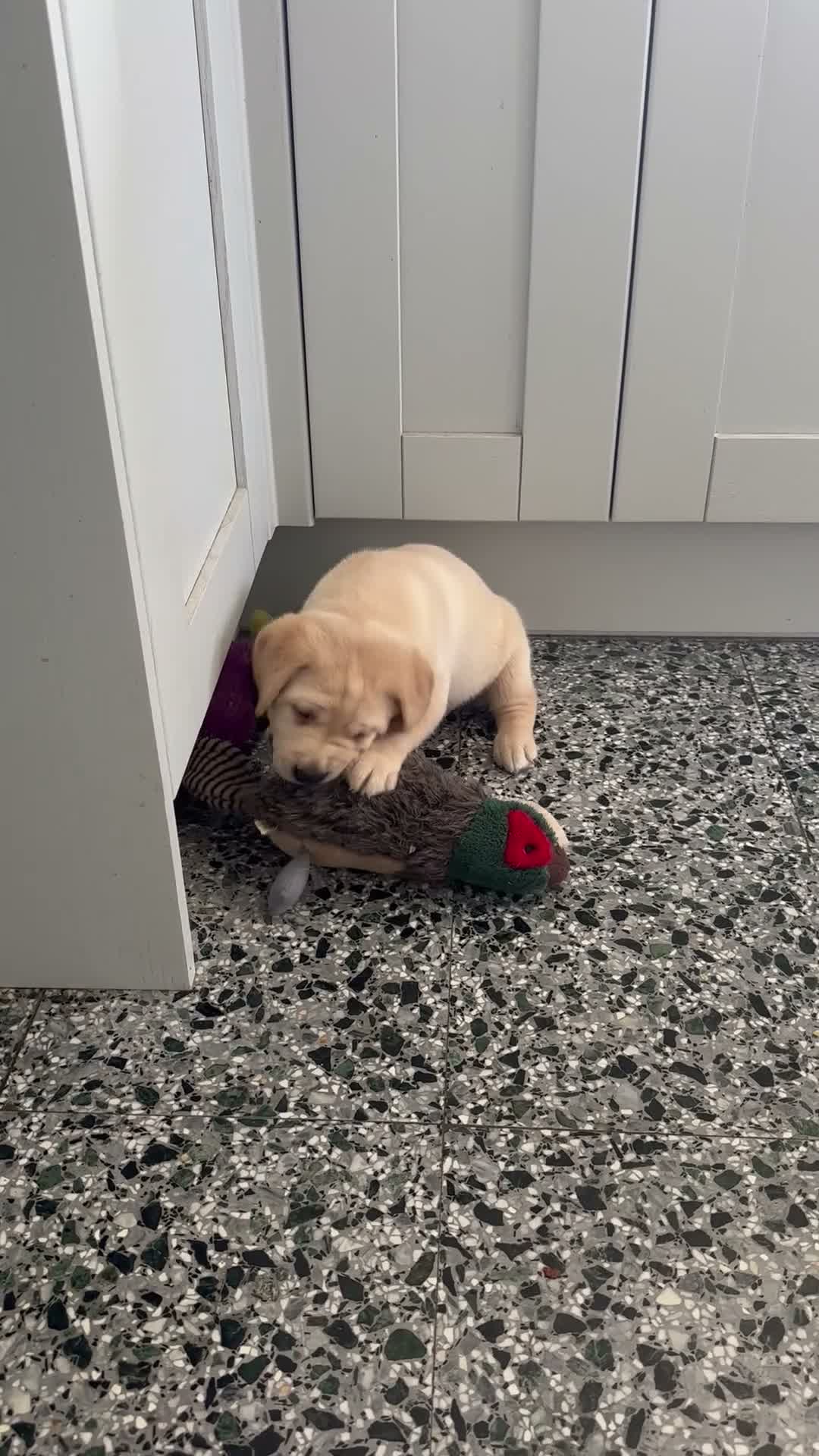 Labrador Retriever dogs for sale: Chunky Labrador puppies - Video 1
