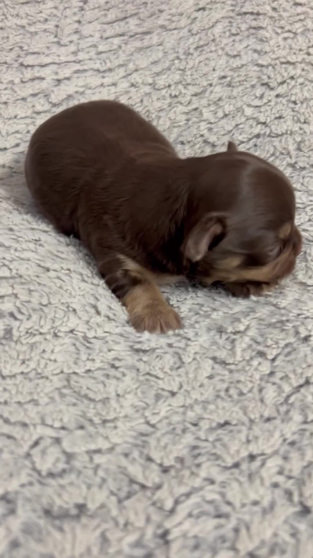 Chihuahua dogs for sale: 2x Purebred Chihuahua⭐️⭐️ - Video 1