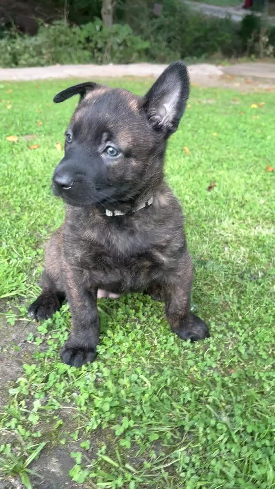 Belgian Shepherd Dog dogs for sale: Dutch herder puppies  - Video 1