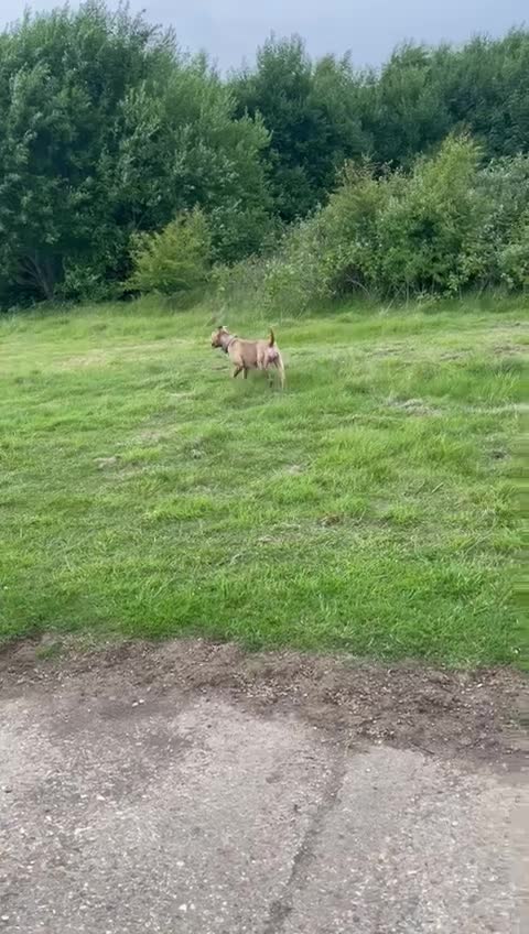 American Bull Staffy dogs for sale: Gorgeous 4 yr old girl looking for forever home ❤️ - Video 2
