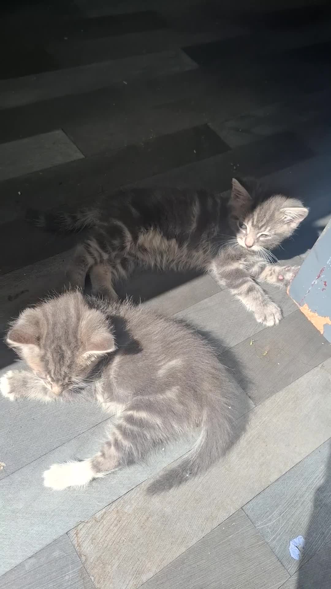 Mixed Breed cats for sale: Fluffy kittens  - Video 1