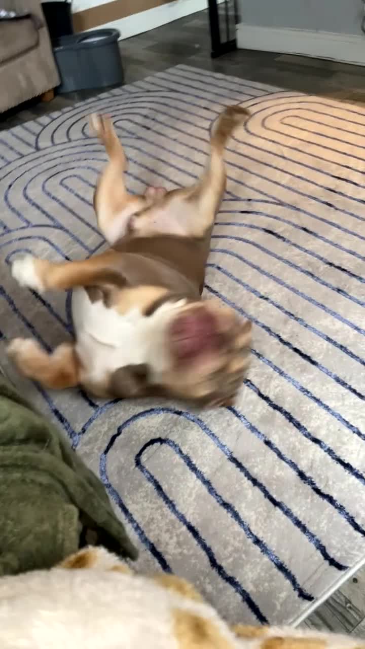 English Bulldog dogs for sale: Lilac & Tan English Bulldog 3 Yr Old MALE - Video 4