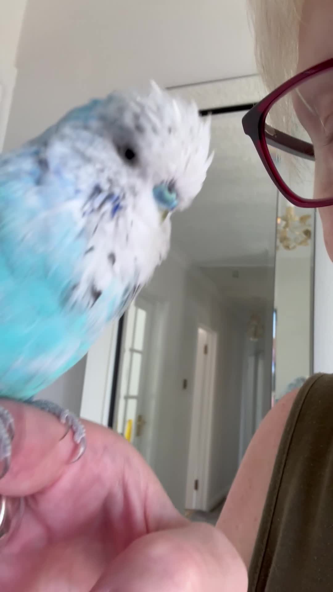 Budgerigars birds for sale: Rare Hand Reared Exhibition Budgie - Video 1