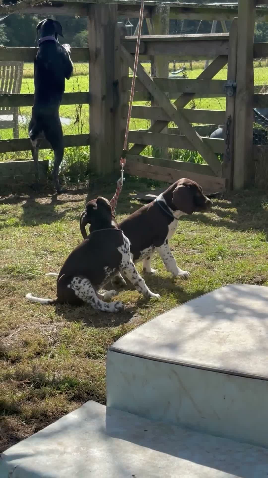 German Shorthaired Pointer dogs for sale: Healthy,Happy KC Registered GSP pups.  - Video 1
