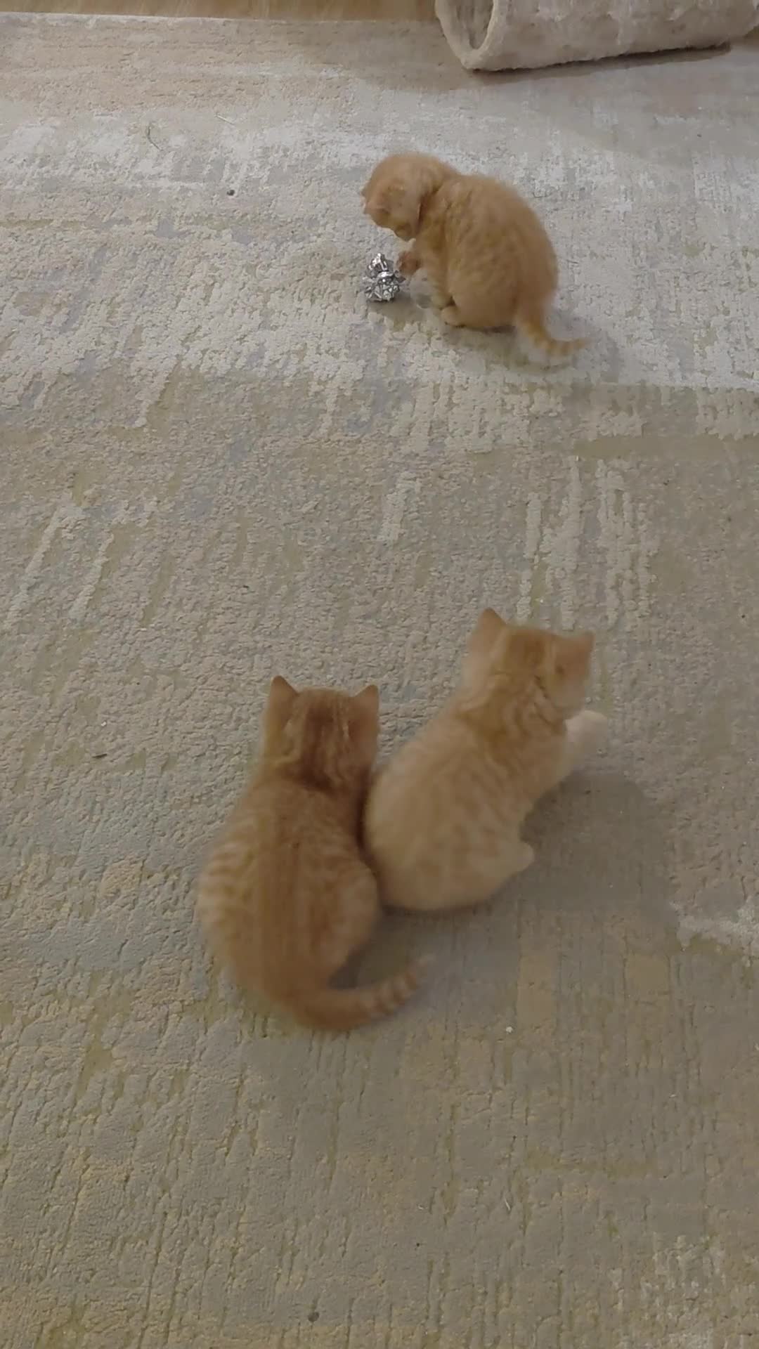 British Shorthair cats for sale: British shorthair kittens - Video 2