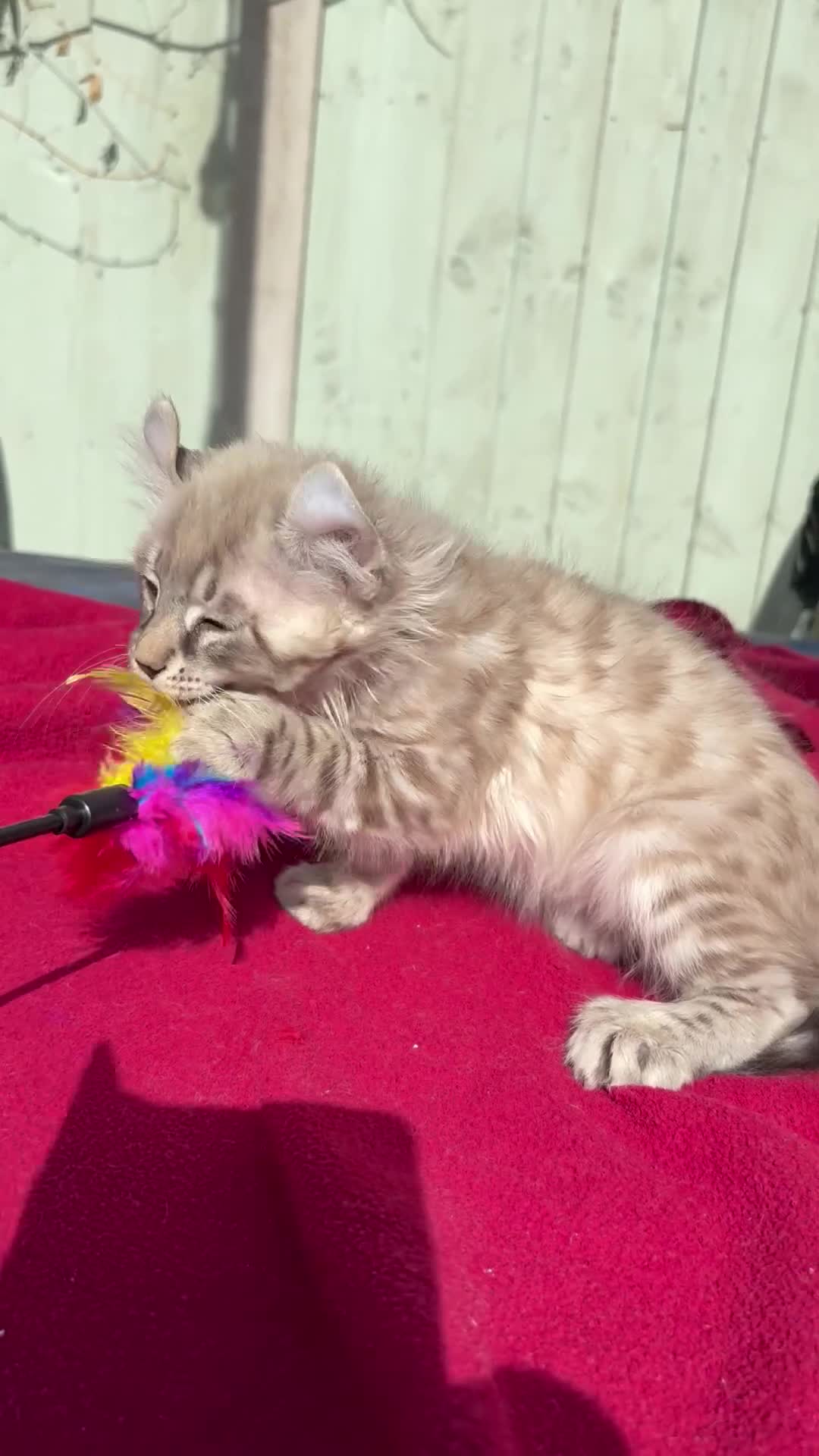 Keetso cats for sale: Superb very rare polydactyl curled eared keetsos  - Video 3