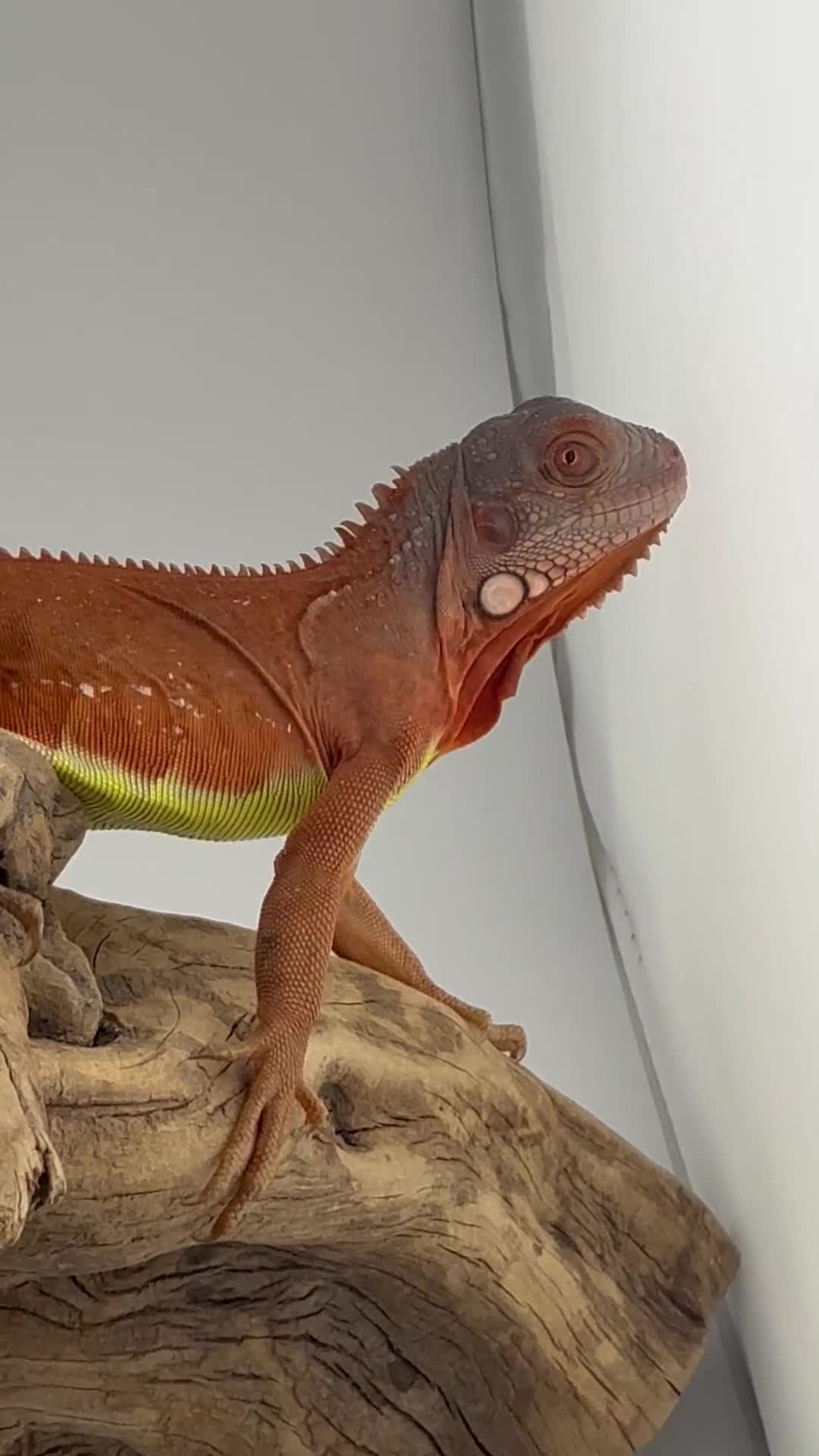 Iguana reptiles for sale: Iguana Orange Zero  - Video 1