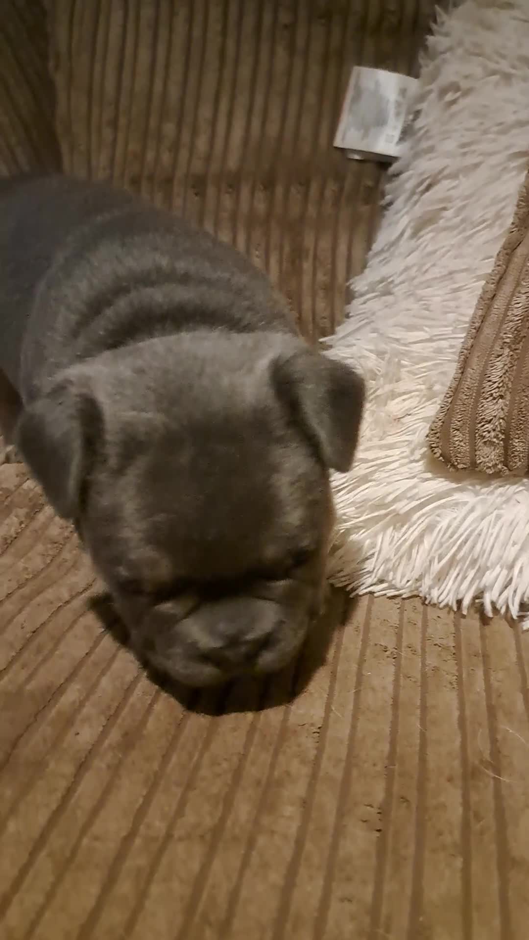 French Bulldog dogs for sale: One pink male french bulldog left  - Video 1