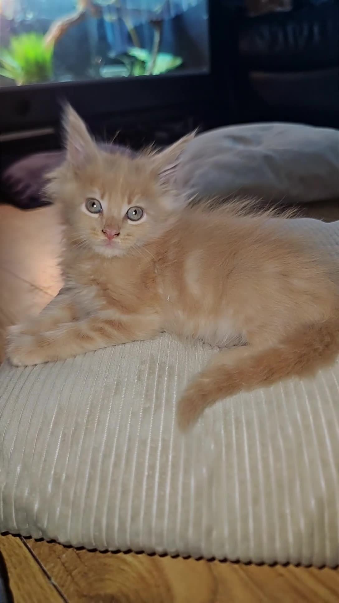 Maine Coon cats for sale: 2 purebred male mainecoons  - Video 2
